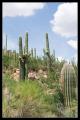 CRW_8963 Cuddle cacti